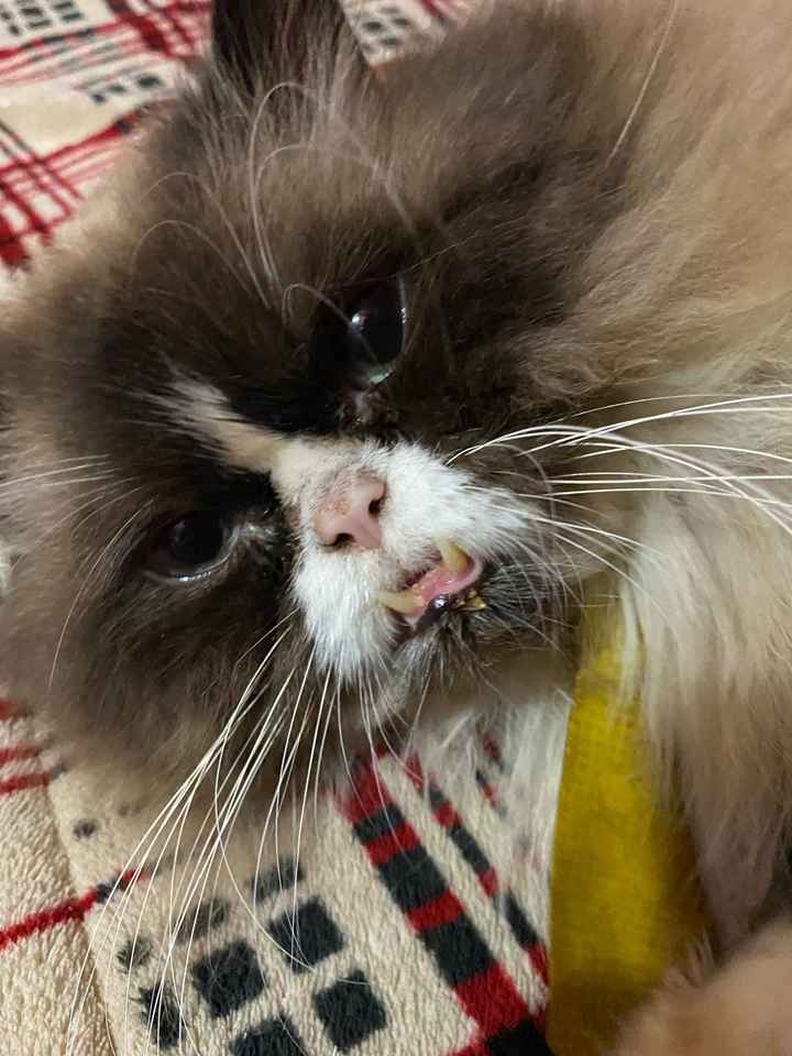 Já conversaram sobre… ter ou não ter pets? - 1
