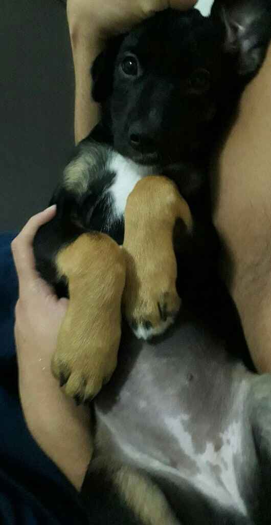 Nosso novo membro da familia - 1
