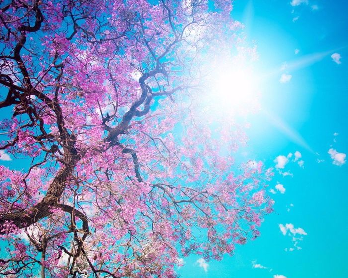 Primavera!
