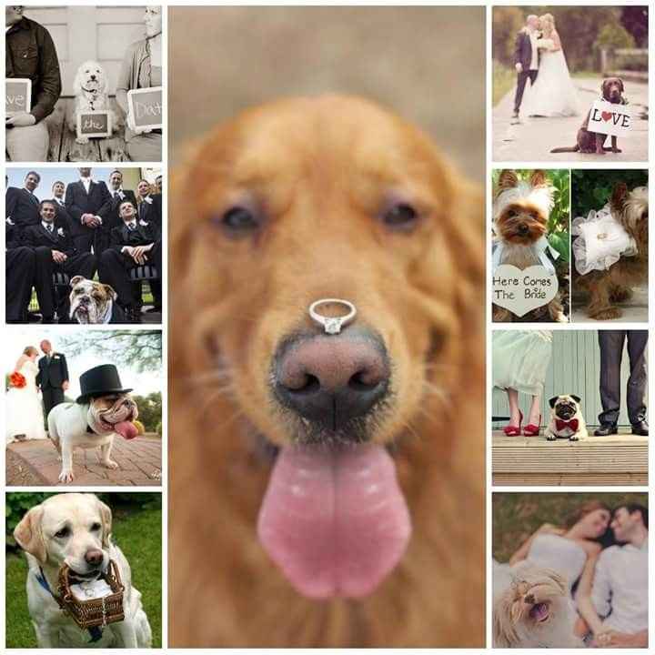 Dog Love