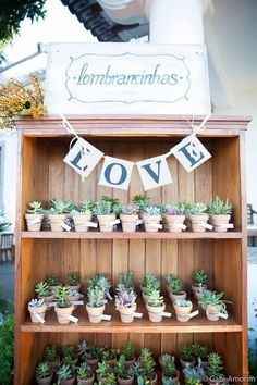 Suculentas ou outras plantinhas 