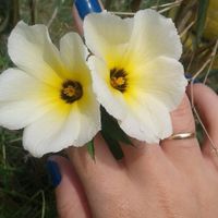 Buque: verdade vs pérolas  ? - 2