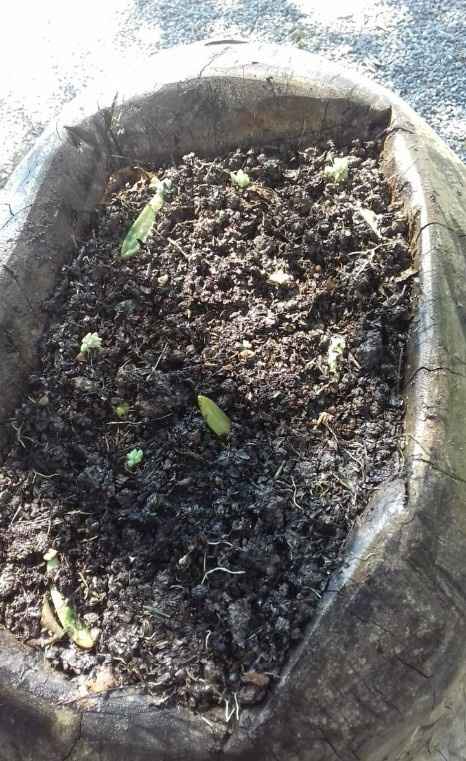 e ele tinha um buraco na cabeça raso, então eu plantei as que estão sem terra nele.