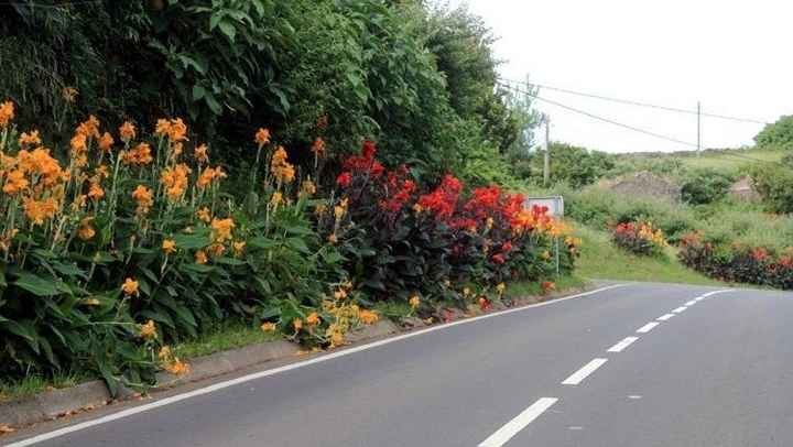Sementes pelo caminho