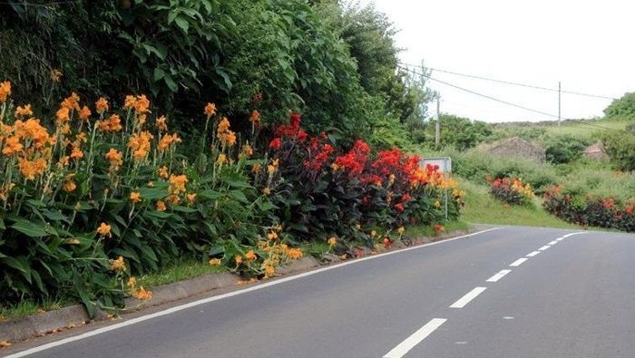 Sementes pelo caminho