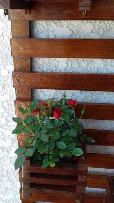 Rosas