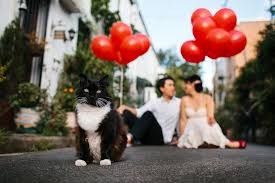 PETSSS