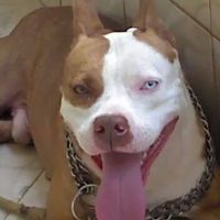 Cachorro na cerimônia - 1