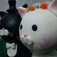 Cats detalhes