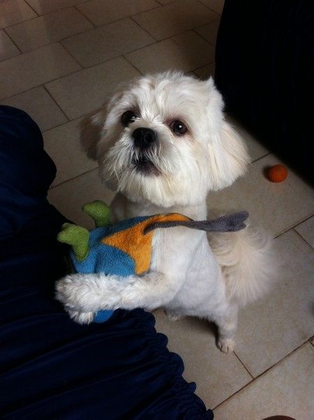 Meu bebe Tobias