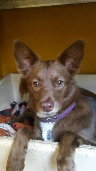 Incluir seu cachorro na cerimônia - 1