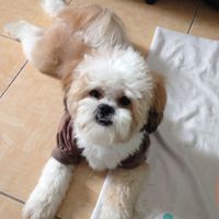 Dog no casamento ? - 1