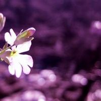 Decoração-Cores e Flores