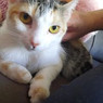 Georgiana