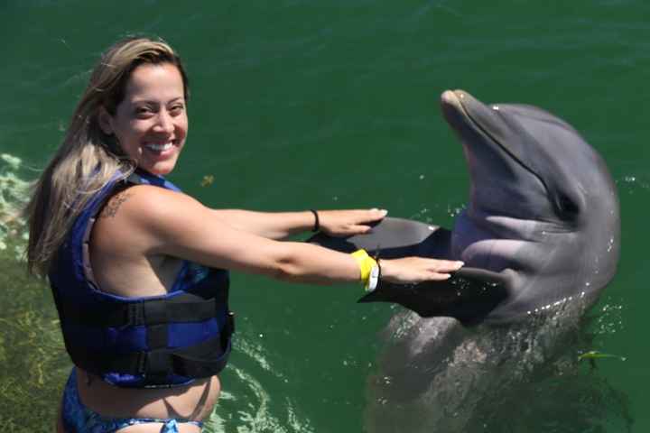 Dolphin Explorer