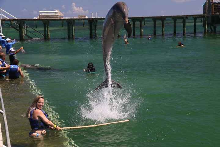 Dolphin Explorer