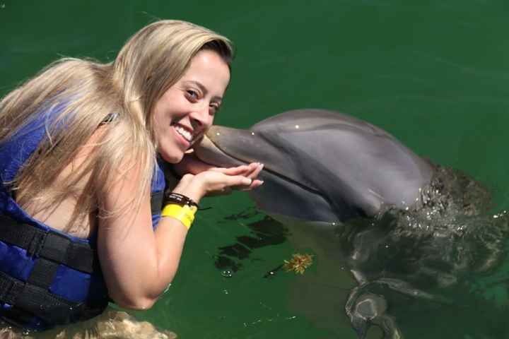 Dolphin Explorer