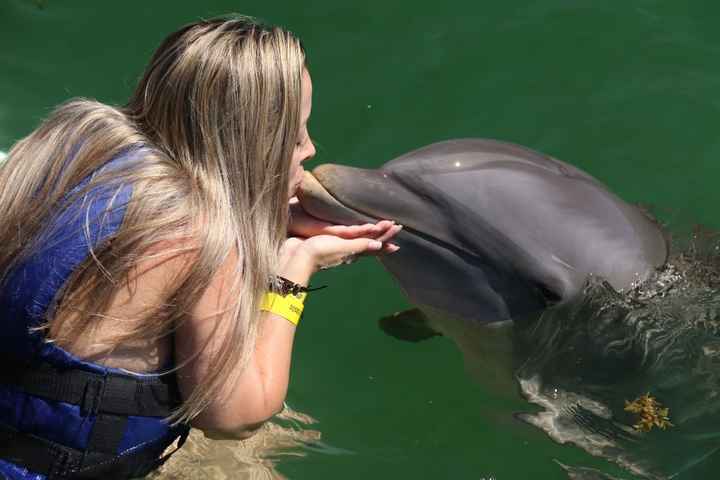 Dolphin Explorer