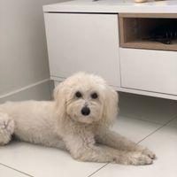 Quem vai entrar com as alianças? - 2