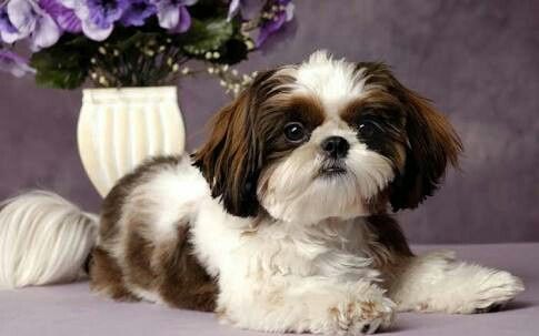 Casamento com cachorro - 1