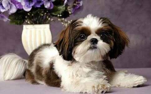 Casamento com cachorro - 1