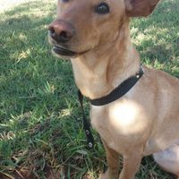 Vocês têm vontade de ter um animal de estimação? - 1