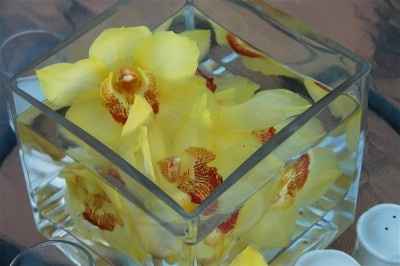 Orquídeas 