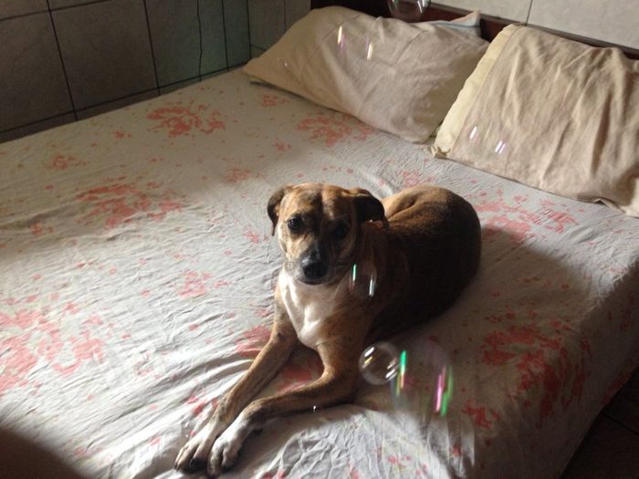 Casou comigo, casou com o meu cachorro! - 3