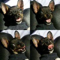 Animais em cerimonia - 1