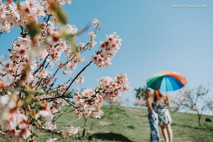cerejeira arco iris pre wedding