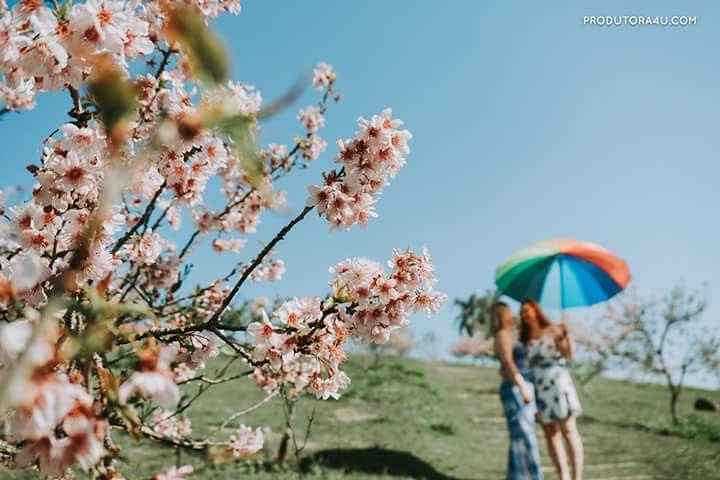 cerejeira arco iris pre wedding