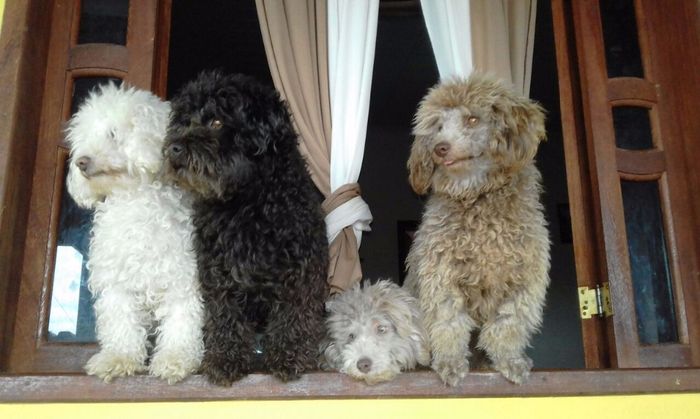 Meus bebês....♥♥♥