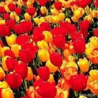 Decoração - ajuda !!  - 1