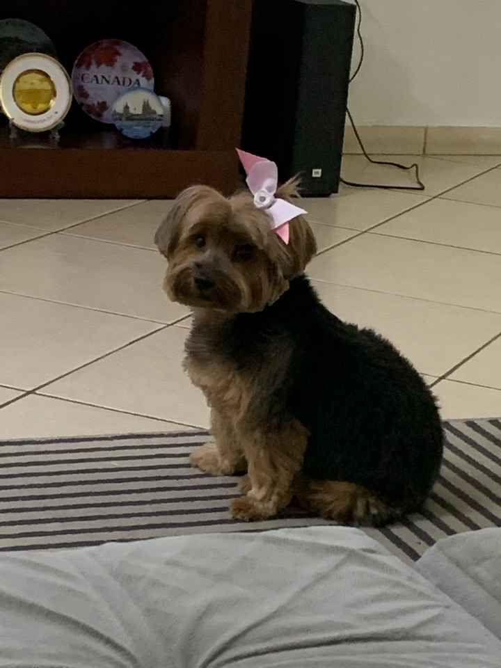 15 inspirações do fiel escudeiro em cerimônias 👰🐶🤵 - 1