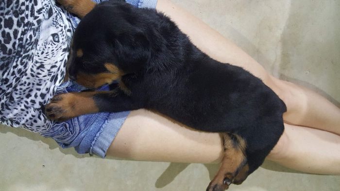 Novo membro da Familia 2