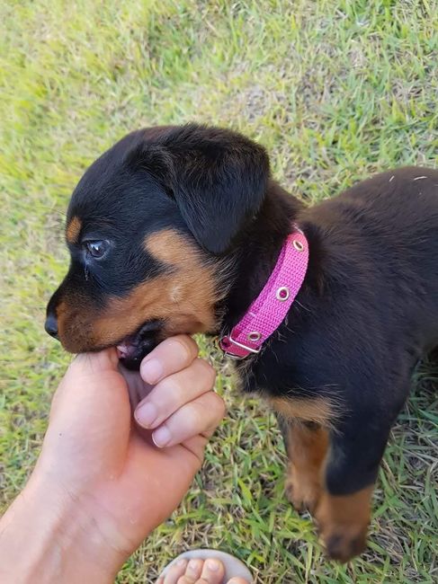 Novo membro da Familia 3