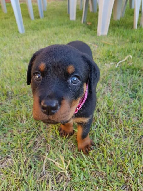 Novo membro da Familia 4