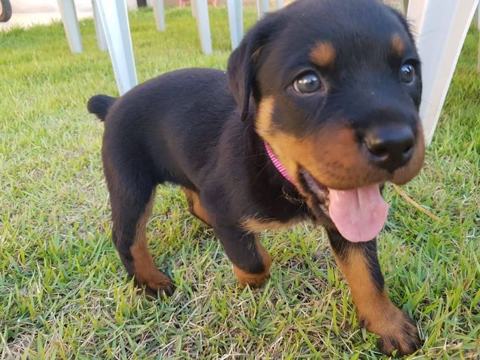Novo membro da Familia 5
