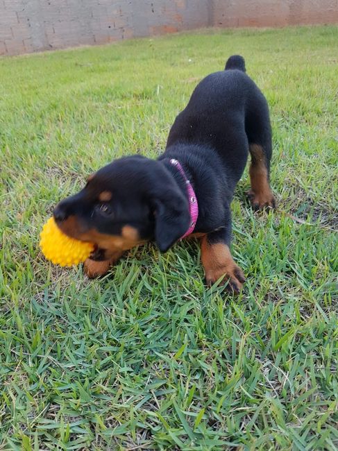 Arya s2
