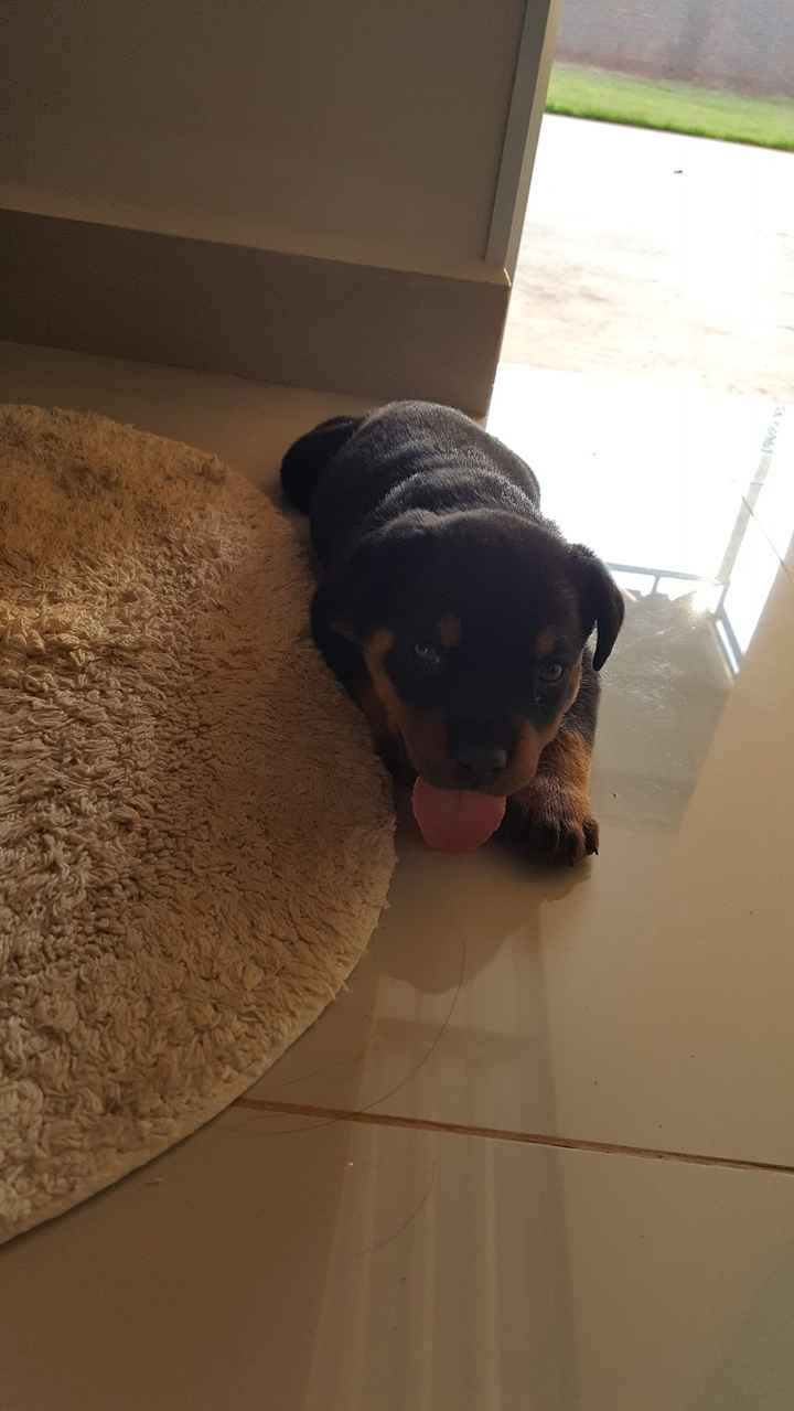 Arya s2