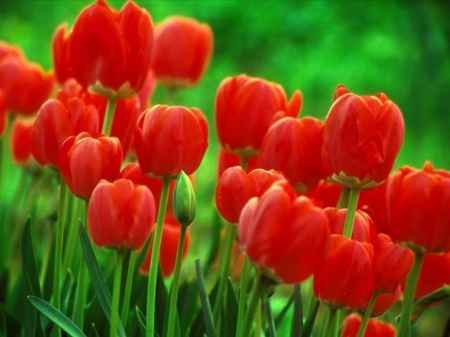 tulipas