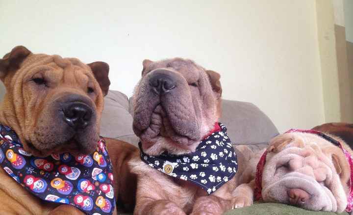 Meus bebês! Cookie, Stitch e Lunna