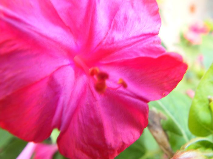 flor pra alegrar