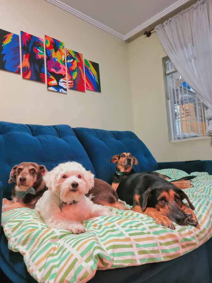 Ter um pet de estimação: já teve? 🐷🐶🐱 - 1