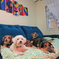 Ter um pet de estimação: já teve? 🐷🐶🐱 - 1