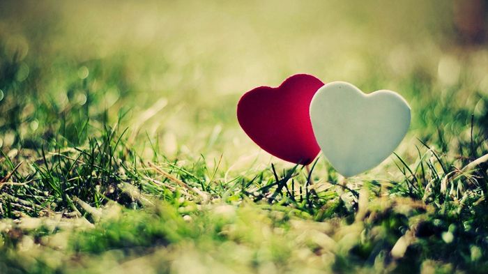 Plante amor, onde flor 