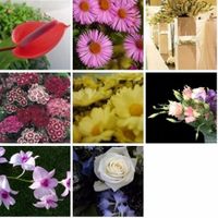 Flores de Janeiro