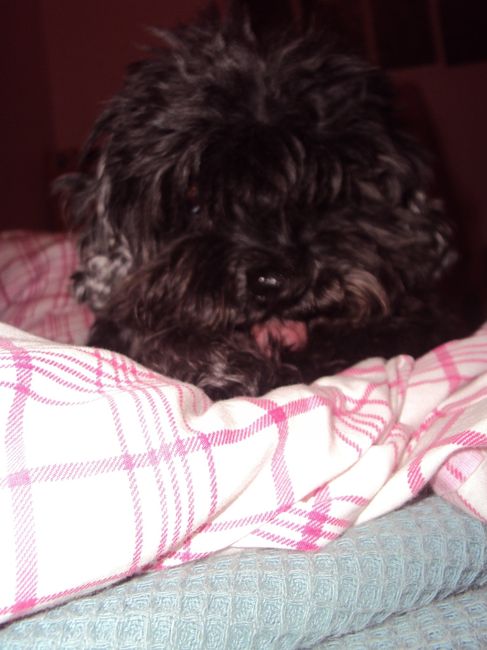Pitty