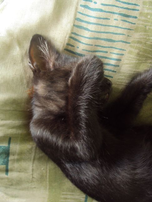 Meu amor preto!