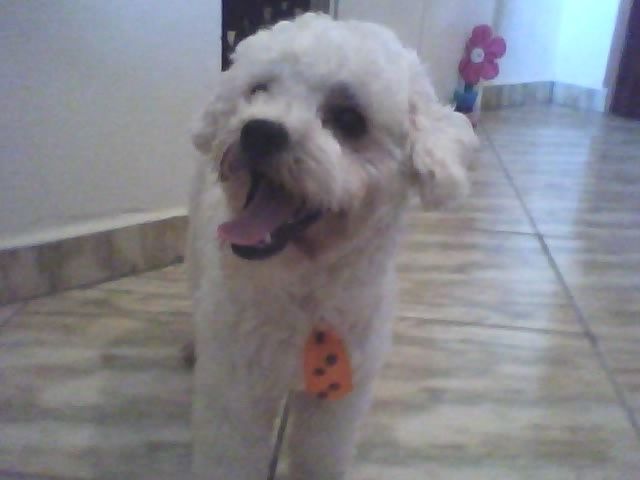 Bethovenn s2